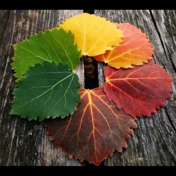 Meet your Posher, Victoria - Picture 1 of 1